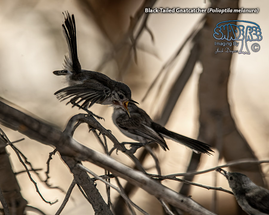 Black-Tailed Gnatcatcher - Polioptila melanura