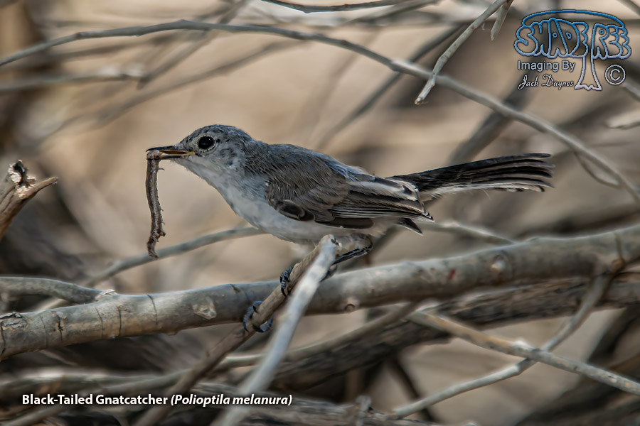 Black-Tailed Gnatcatcher - Polioptila melanura
