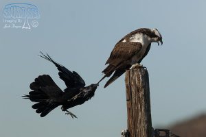 2012-11-14 Osprey vs. Ravens in Poway