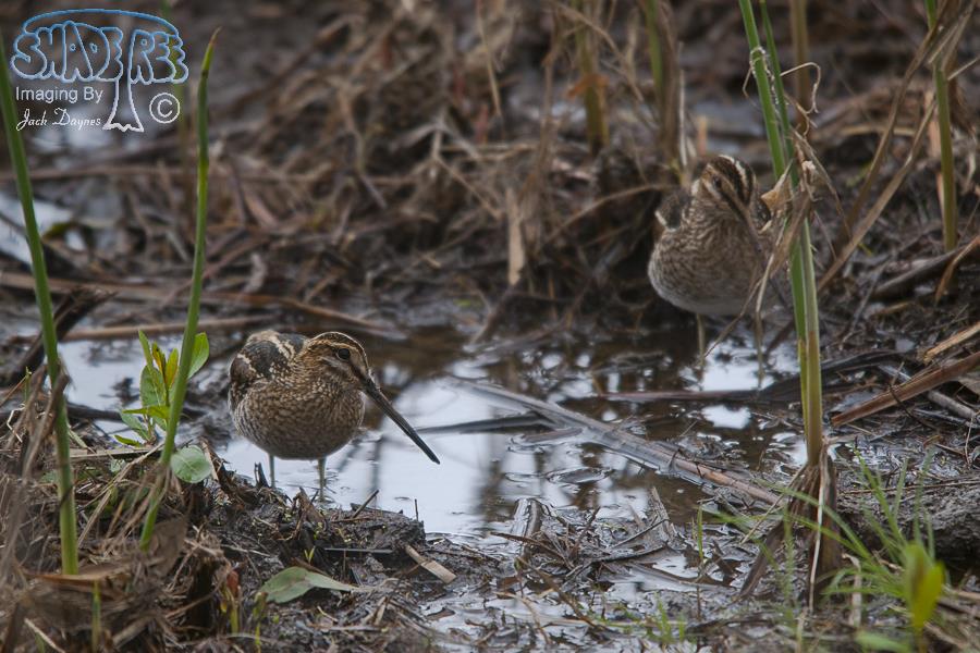 Wilson's Snipe - Gallinago delicata