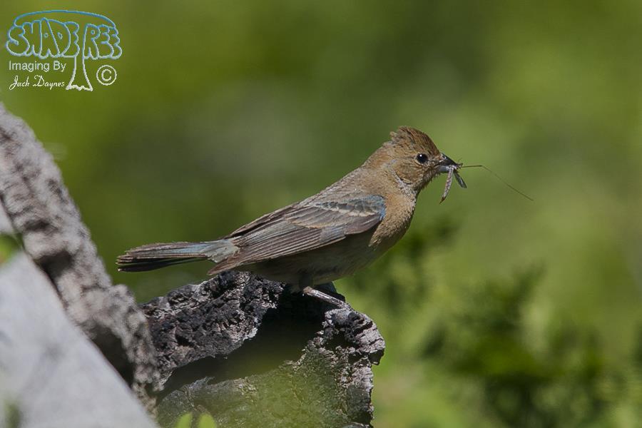 Lazuli Bunting - Passerina amoena