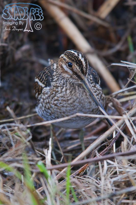 Wilson's Snipe - Gallinago delicata