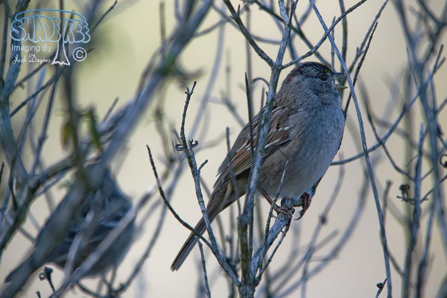 Golden-Crowned Sparrow - Zonotrichia atricapilla