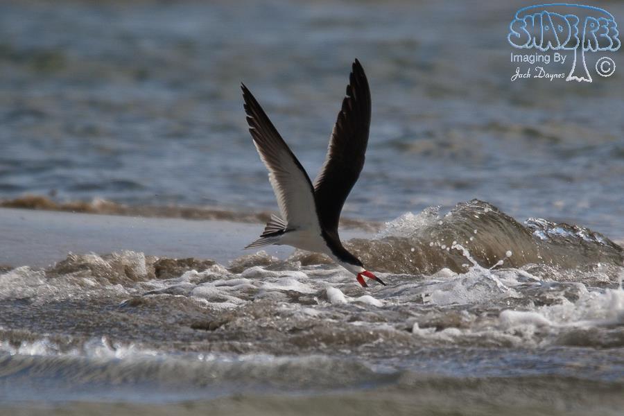 Black Skimmer - Rynchops niger