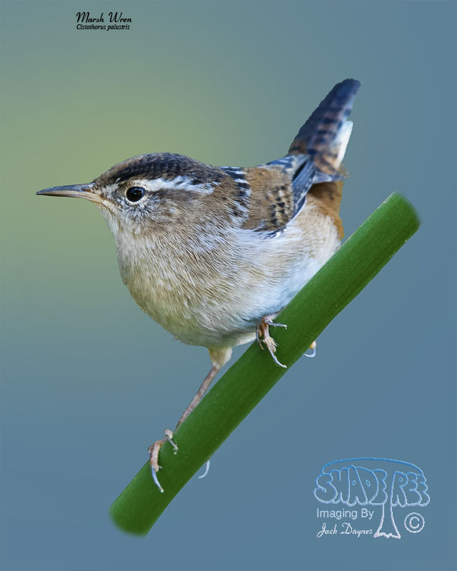 Marsh Wren - Cistothorus palustris