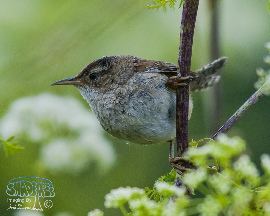 Marsh Wren - Cistothorus palustris