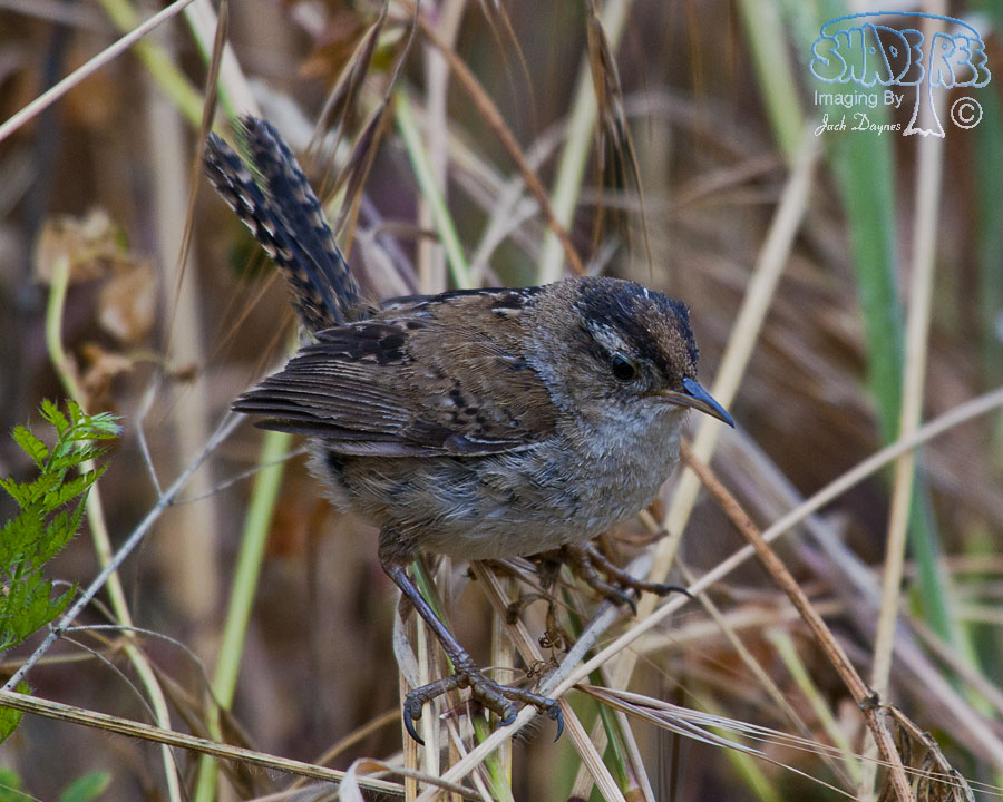 Marsh Wren - Cistothorus palustris