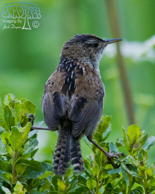 Marsh Wren - Cistothorus palustris