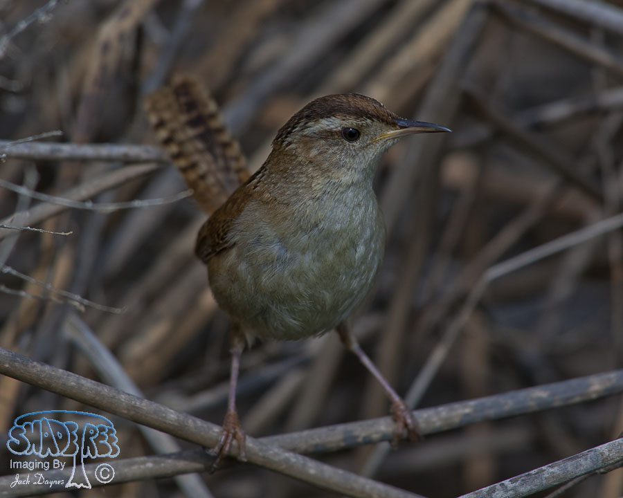 Marsh Wren - Cistothorus palustris