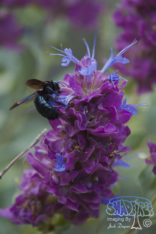Purple Desert Sage - Salvia dorrii
