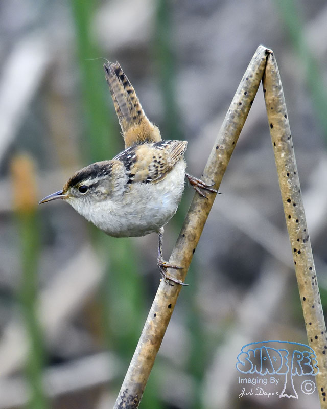 Marsh Wren - Cistothorus palustris