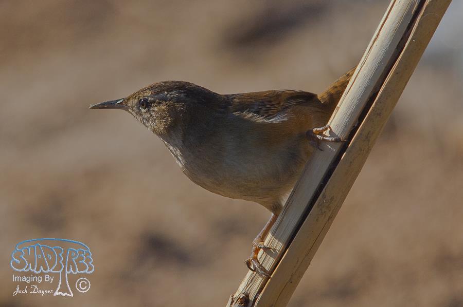 Marsh Wren - Cistothorus palustris