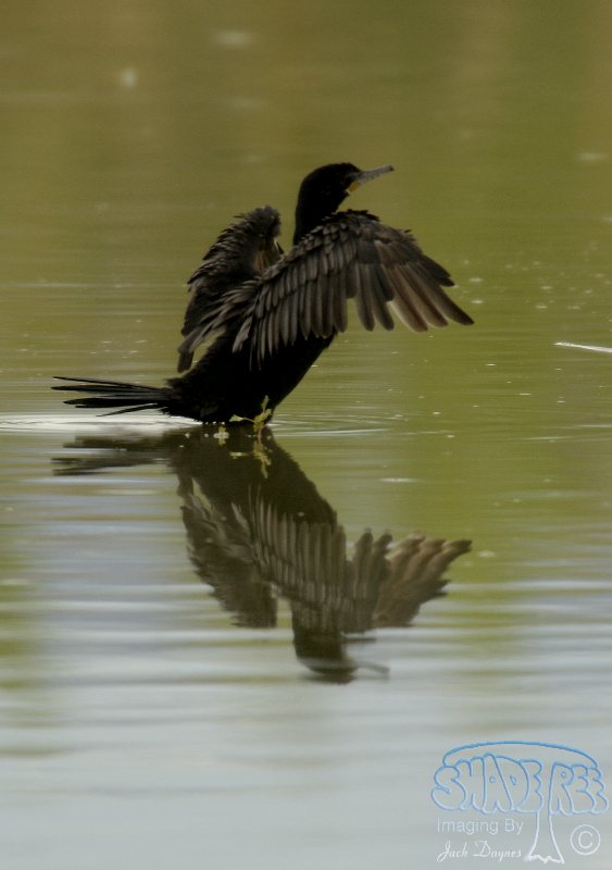 Neotropic Cormorant - Phalacrocorax brasilianus