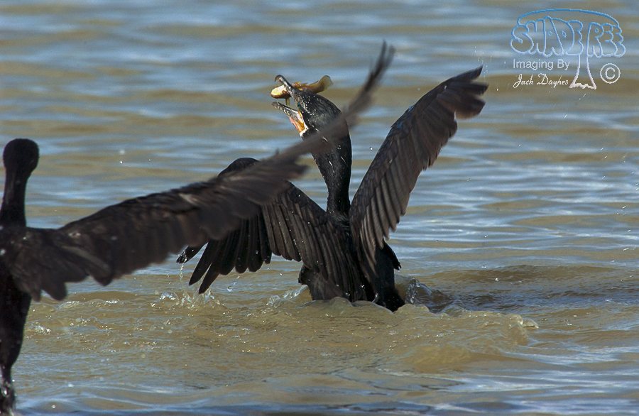 Neotropic Cormorant - Phalacrocorax brasilianus