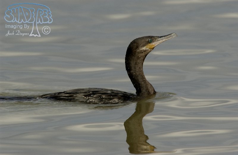 Neotropic Cormorant - Phalacrocorax brasilianus