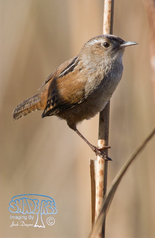 Marsh Wren - Cistothorus palustris
