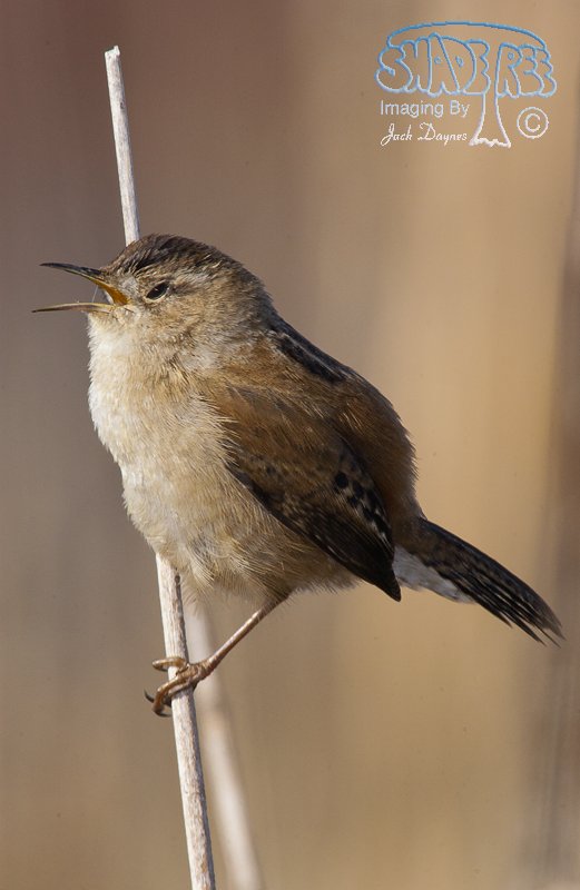 Marsh Wren - Cistothorus palustris
