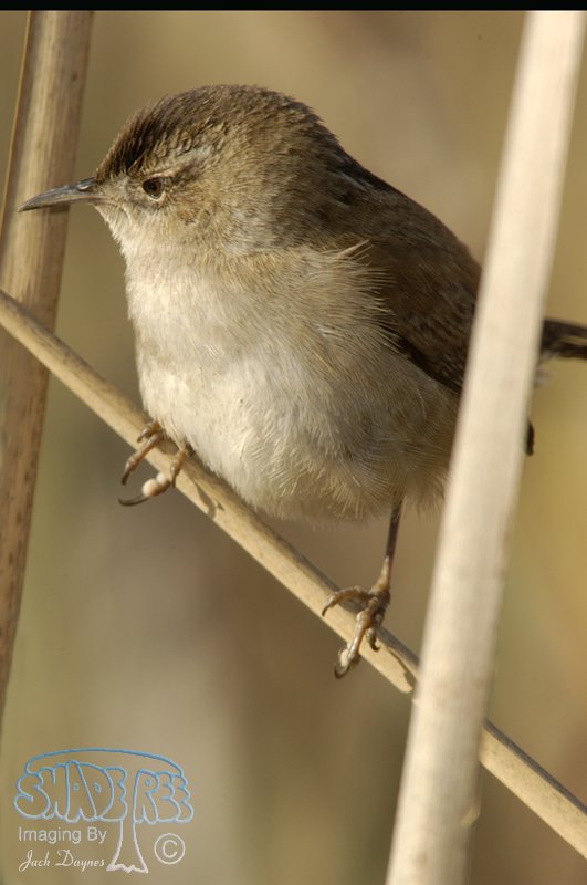 Marsh Wren - Cistothorus palustris