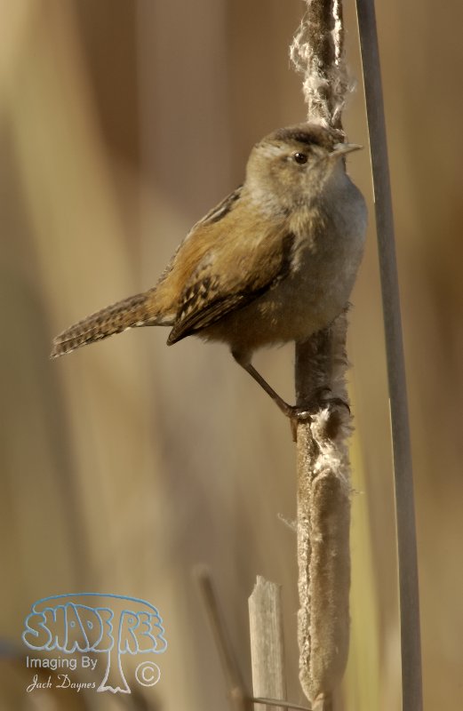 Marsh Wren - Cistothorus palustris
