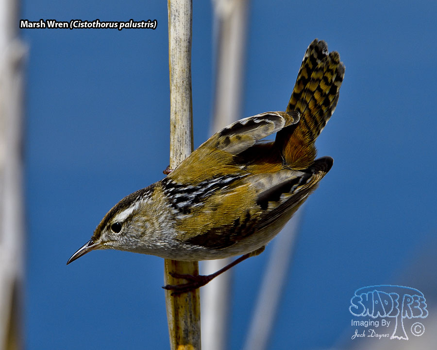 Marsh Wren - Cistothorus palustris