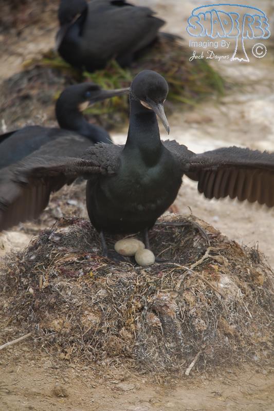 Brandt's Cormorant - Urile penicillatus