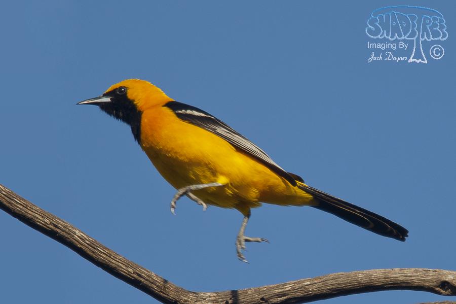Hooded Oriole - Icterus cucullatus