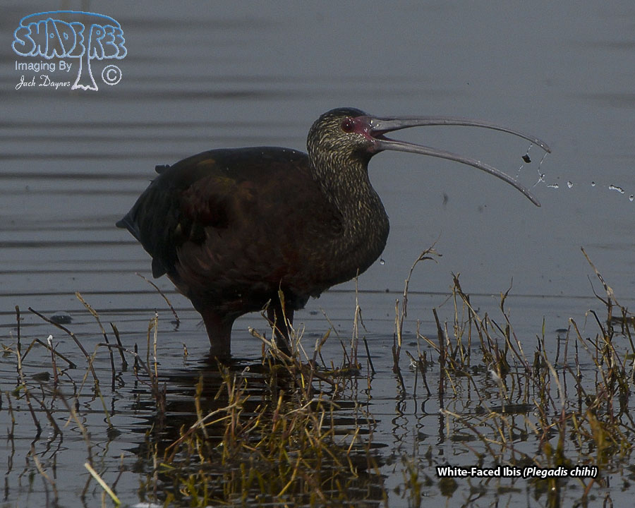 White-Faced Ibis - Plegadis chihi