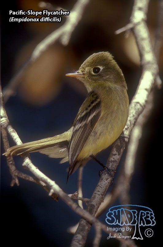 Pacific-Slope Flycatcher - Empidonax difficilis