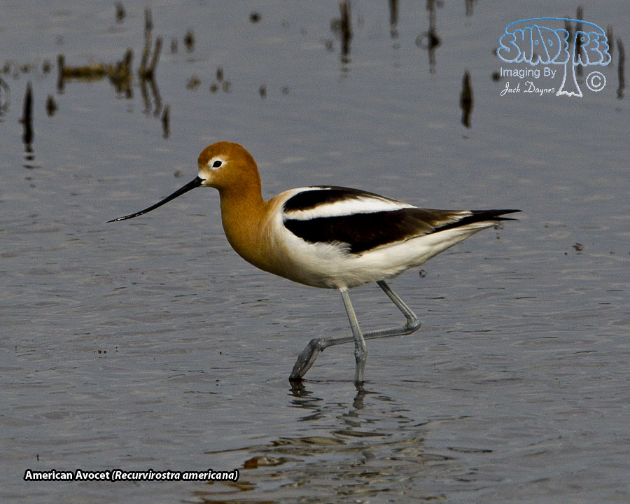 American Avocet - Recurvirostra americana