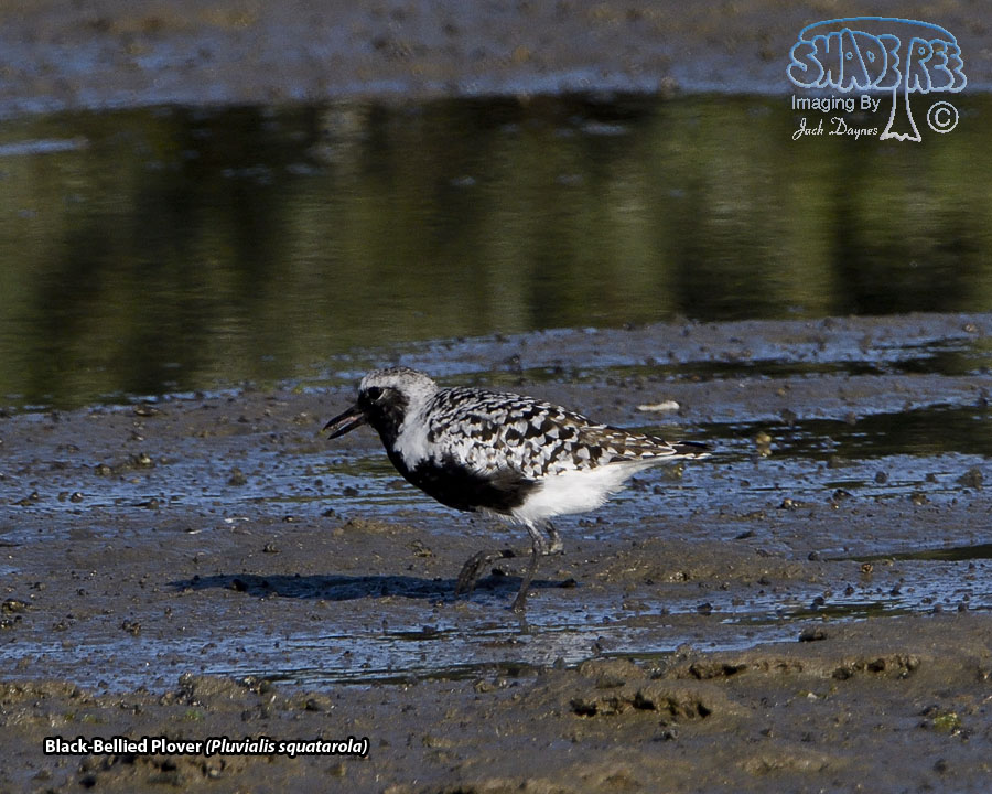 Black-Bellied Plover - Pluvialis squatarola