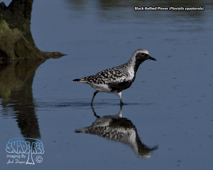 Black-Bellied Plover - Pluvialis squatarola