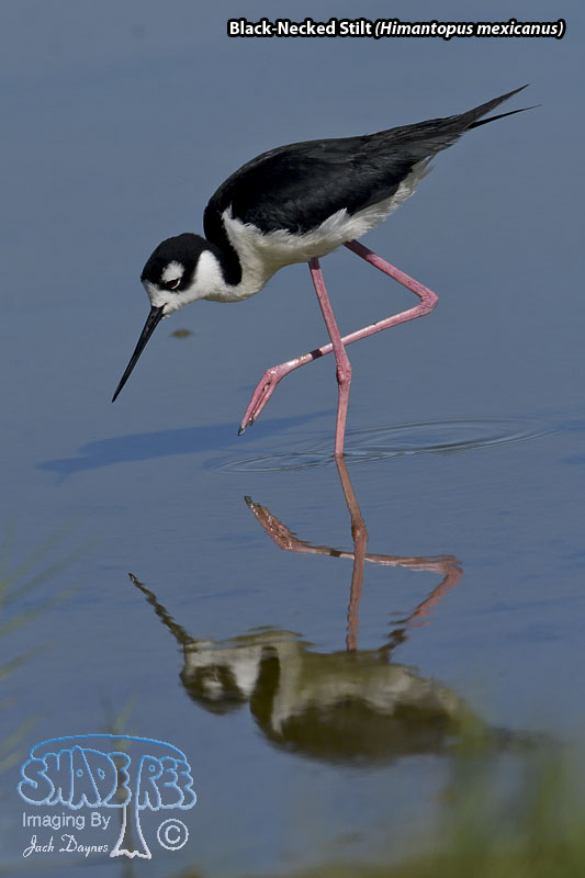Black-Necked Stilt - Himantopus mexicanus