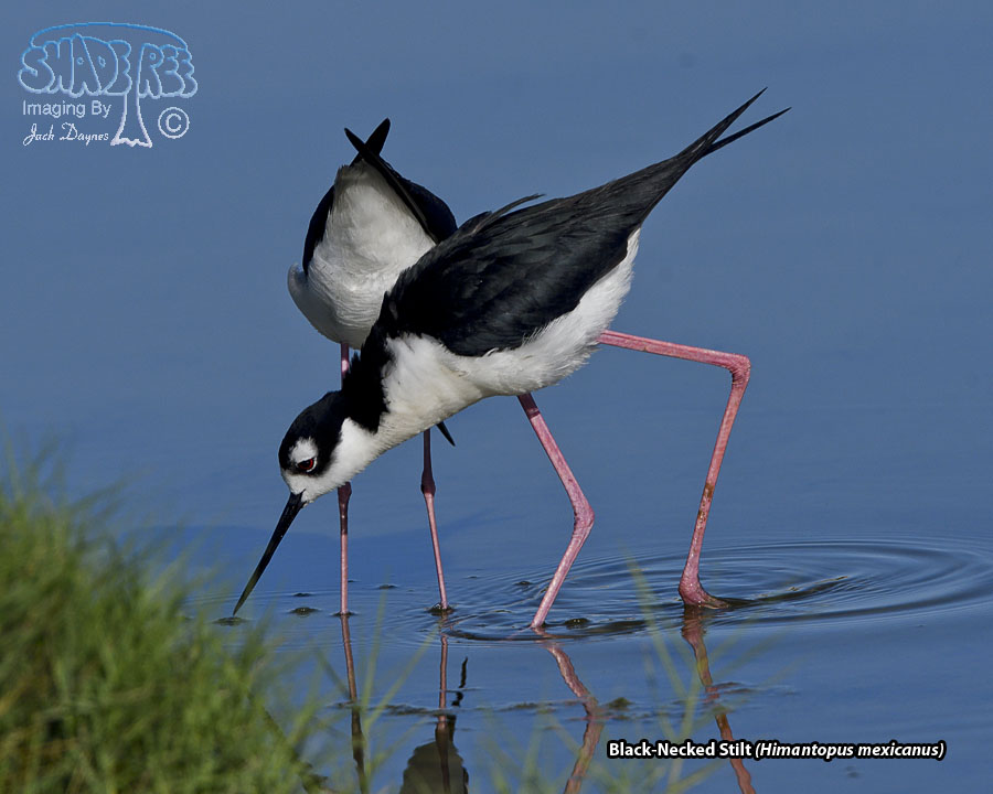 Black-Necked Stilt - Himantopus mexicanus