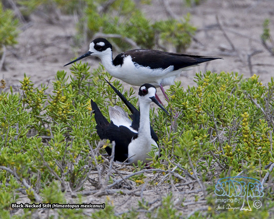 Black-Necked Stilt - Himantopus mexicanus