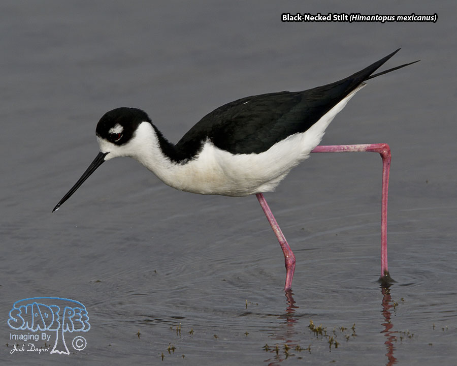 Black-Necked Stilt - Himantopus mexicanus