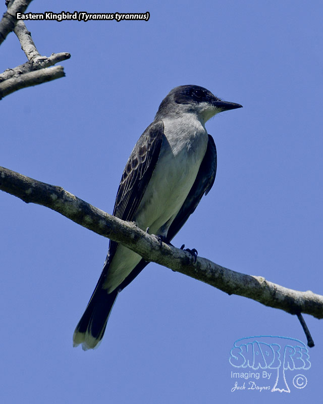Eastern Kingbird - Tyrannus tyrannus