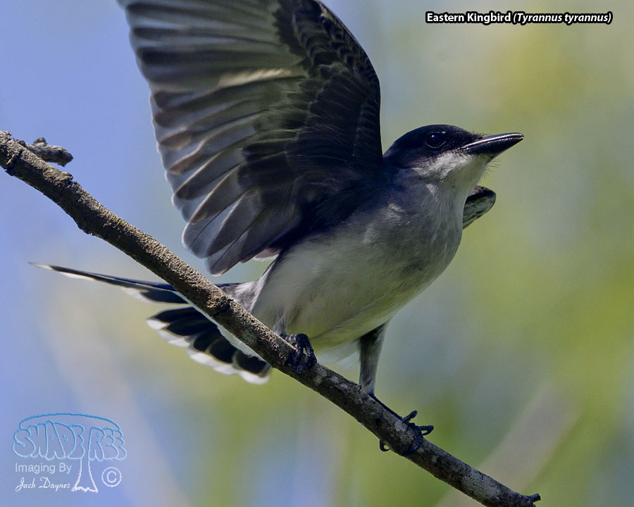 Eastern Kingbird - Tyrannus tyrannus