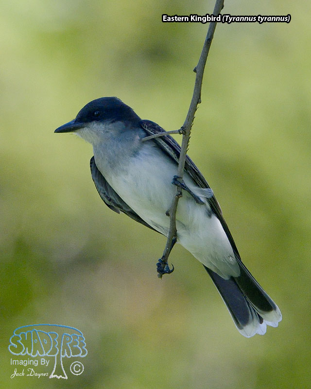 Eastern Kingbird - Tyrannus tyrannus