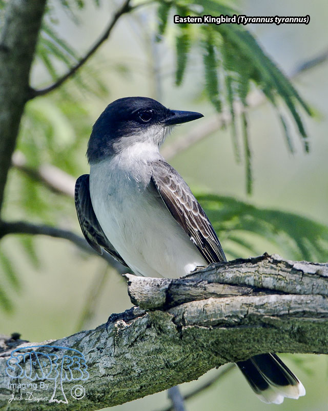 Eastern Kingbird - Tyrannus tyrannus