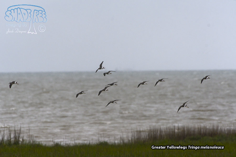 Greater Yellowlegs - Tringa melanoleuca