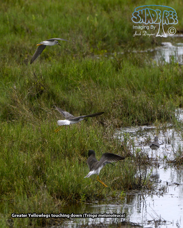Greater Yellowlegs - Tringa melanoleuca