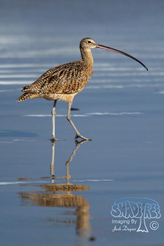 Long-Billed Curlew - Numenius americanus