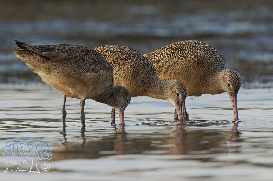 Marbled Godwit - Limosa fedoa