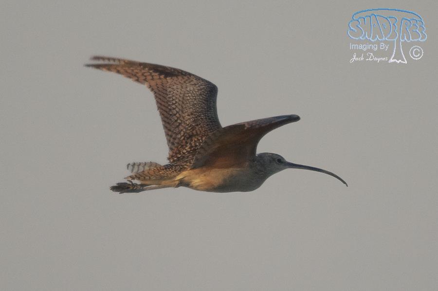 Long-Billed Curlew - Numenius americanus