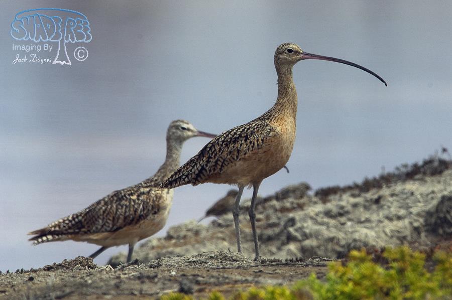 Long-Billed Curlew - Numenius americanus