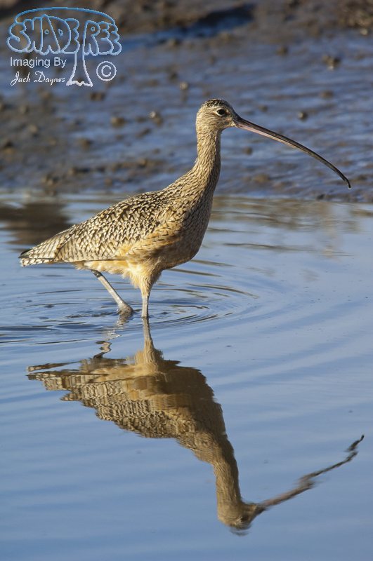 Long-Billed Curlew - Numenius americanus
