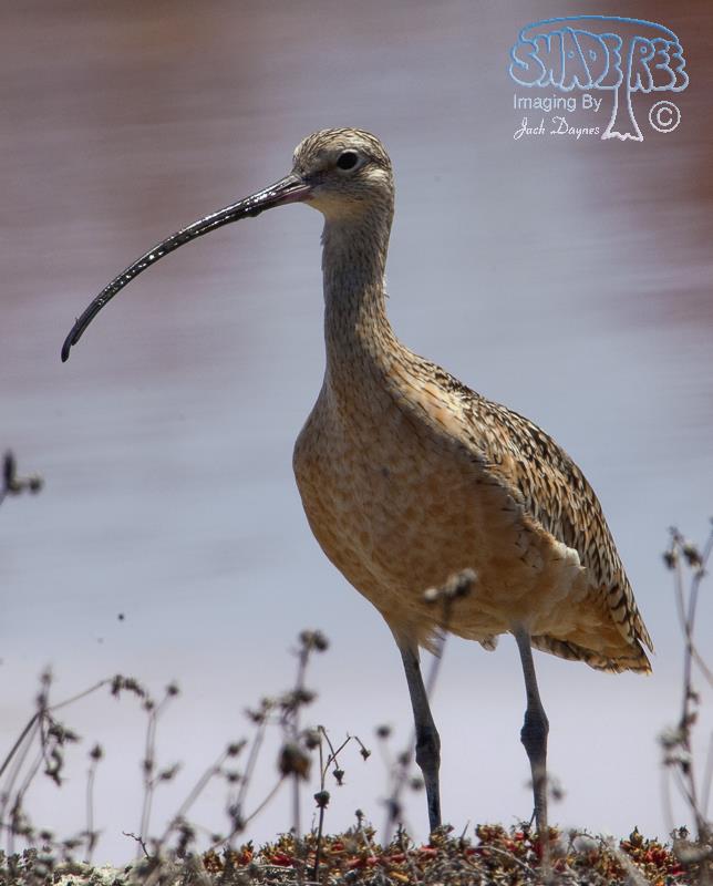 Long-Billed Curlew - Numenius americanus