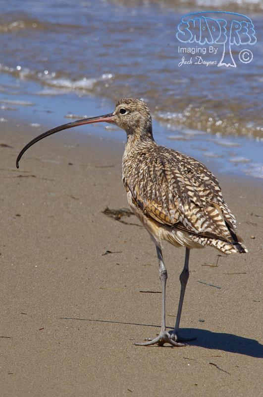 Long-Billed Curlew - Numenius americanus