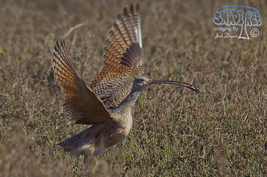 Long-Billed Curlew - Numenius americanus