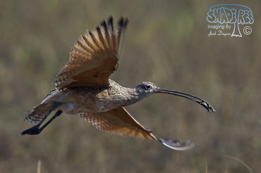 Long-Billed Curlew - Numenius americanus